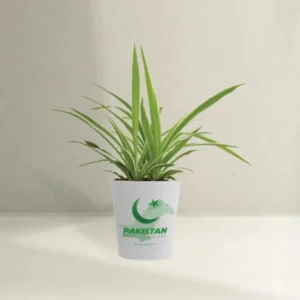 Independence Day Table Plant